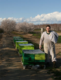 almond pollination