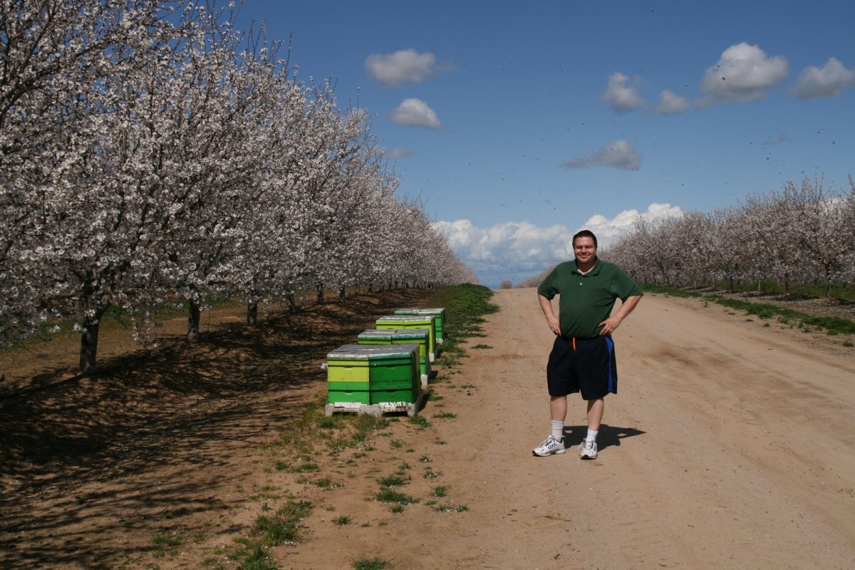 Beehives among blooming almond trees in California