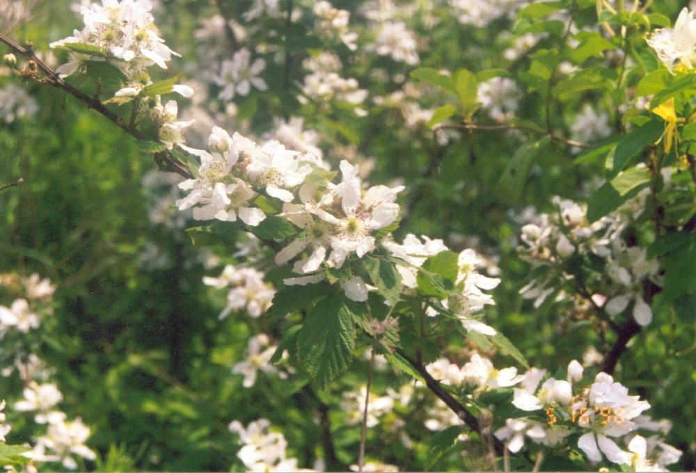 White blackberry blossoms, one of the spring nectar sources
