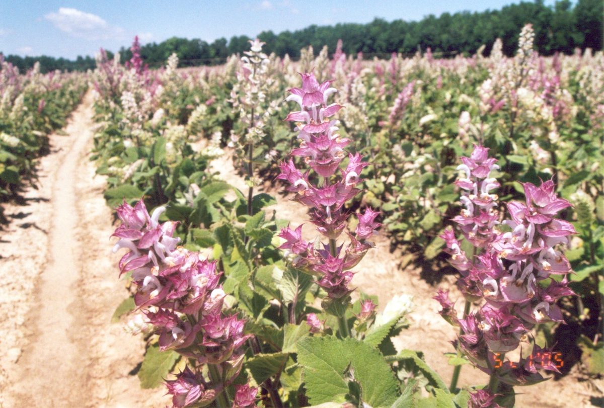 A field of clary sage in bloom with pink and white flower spikes