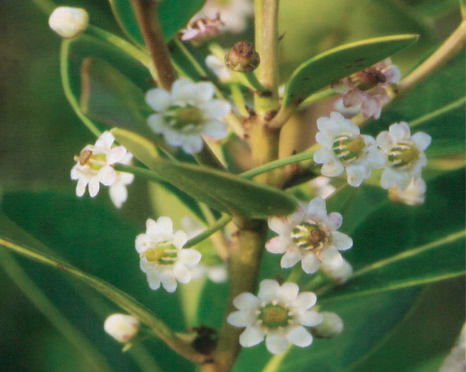 White gallberry (inkberry) blossoms