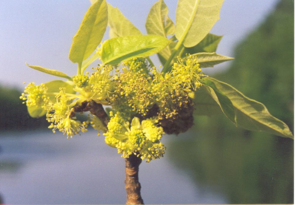 Water tupelo blossoms above swamp water