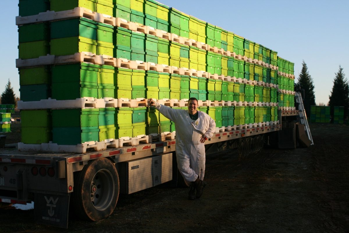 Loading pallets of beehives onto a semi-truck