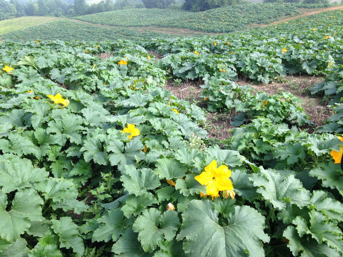 A flowering pumpkin field of the kind Lee's Bees pollinates